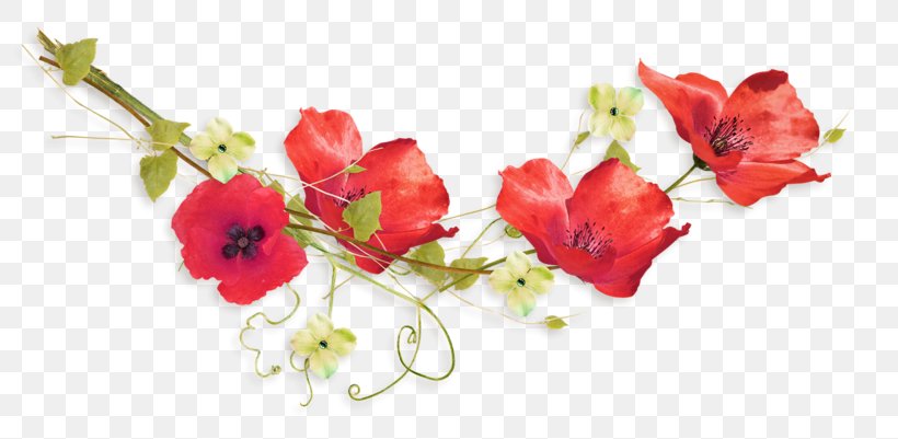 Common Poppy Digital Image Flower, PNG, 800x401px, Common Poppy, Artificial Flower, Blog, Blossom, Cut Flowers Download Free