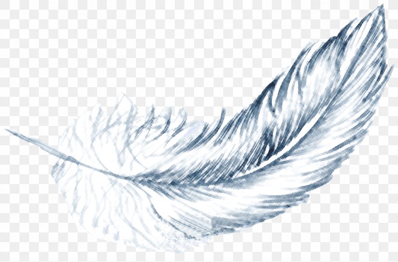 Feather Drawing /m/02csf Beak Line, PNG, 1358x896px, Feather, Beak, Bird, Black And White, Drawing Download Free