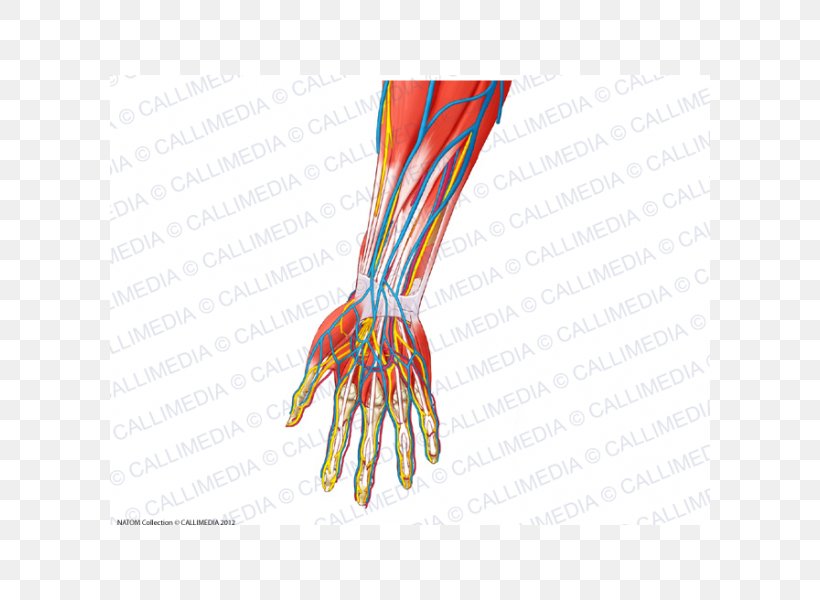 Forearm Human Anatomy Nerve, PNG, 600x600px, Watercolor, Cartoon, Flower, Frame, Heart Download Free