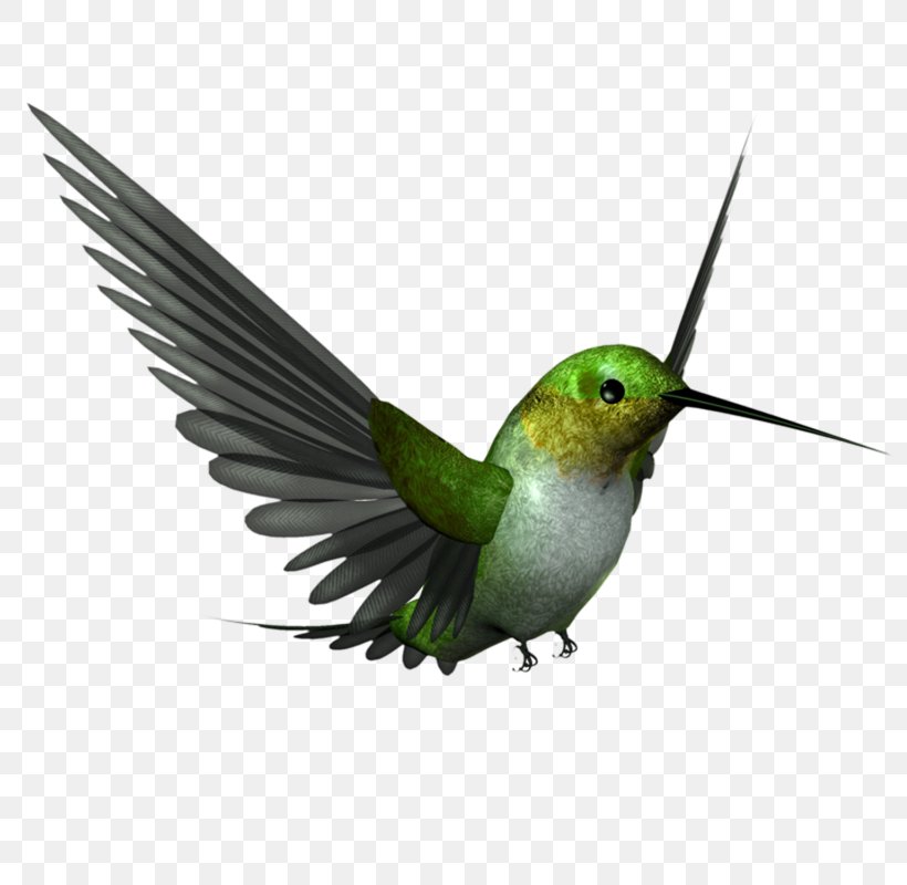 Hummingbird Beak Clip Art, PNG, 800x800px, Hummingbird, Animal, Beak, Bird, Fauna Download Free