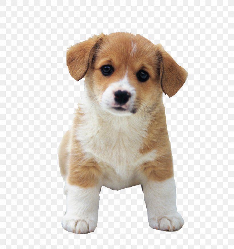 Puppy Labrador Retriever Yorkshire Terrier Maltese Dog, PNG, 938x1000px, Puppy, Carnivoran, Companion Dog, Cuteness, Dog Download Free