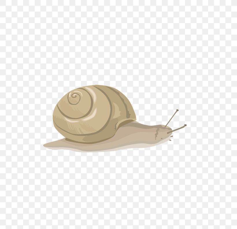 Snail Euclidean Vector Orthogastropoda, PNG, 613x793px, Orthogastropoda, Beige, Gastropods, Molluscs, Product Design Download Free