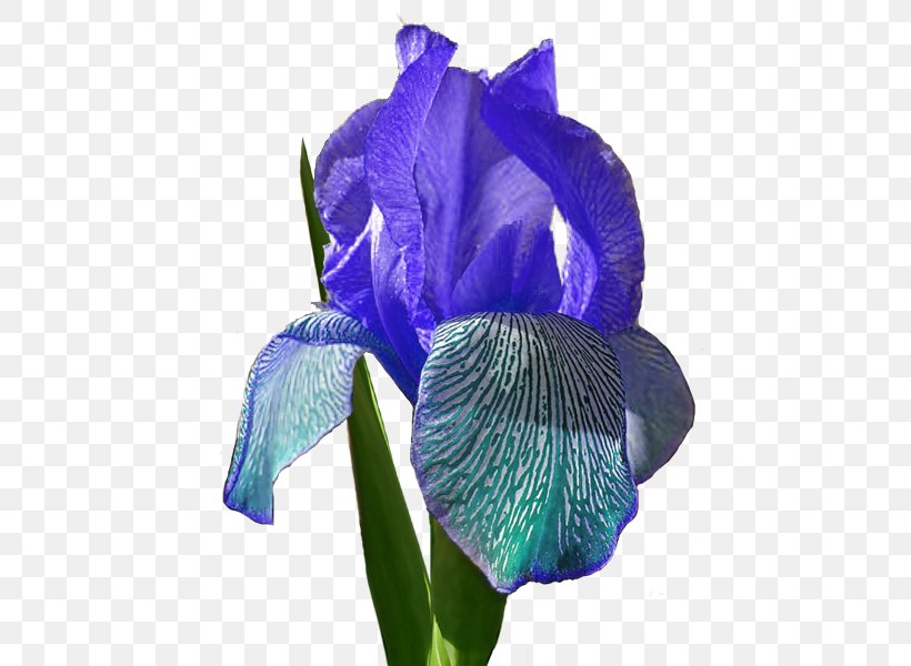 Cut Flowers Petal, PNG, 446x600px, Cut Flowers, Flower, Flowering Plant, Iris, Iris Family Download Free