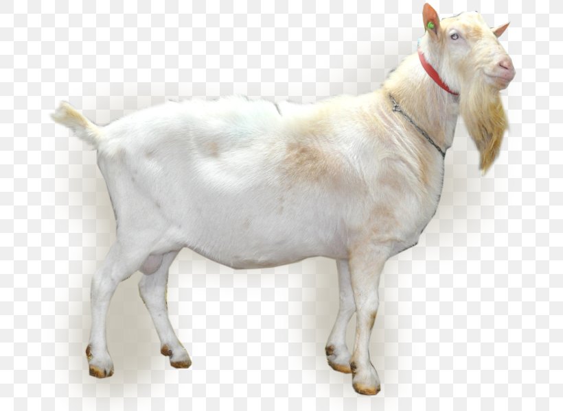 Goat Netherlands Artificial Insemination Cattle Semen, PNG, 800x600px ...