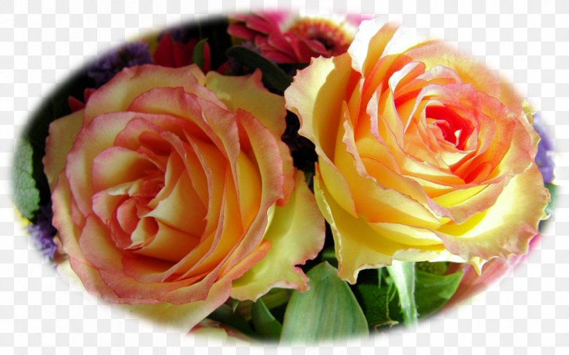 Garden Roses Pastilla Pizza Stuffing Feuilleté, PNG, 848x530px, Garden Roses, Bell Pepper, Cabbage Rose, Cut Flowers, Fish Download Free