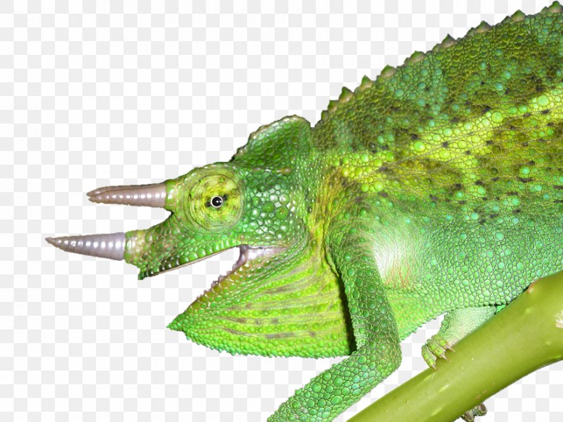 Chameleon, Chameleon Reptile Common Chameleon Panther Chameleon Lizard, PNG, 900x675px, Chameleon Chameleon, African Chameleon, Ambilobe, Animal, Chamaeleo Download Free