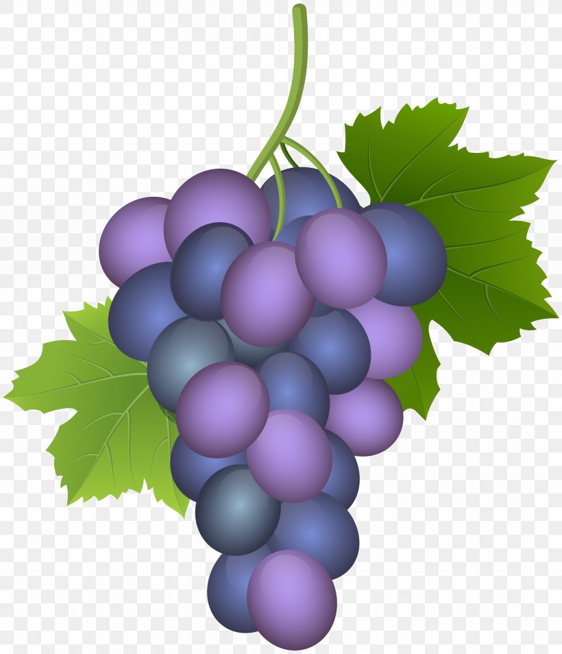 Common Grape Vine Wine Must Concord Grape, PNG, 6876x8000px, Grape, Common Grape Vine, Concord Grape, Currant, Flower Download Free