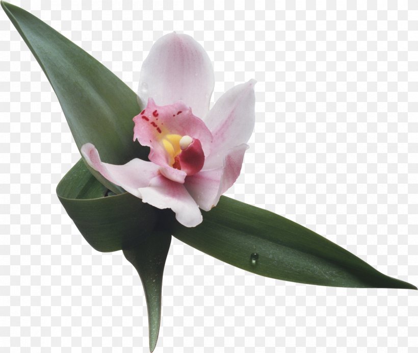 Flower Moth Orchids Boat Orchid Clip Art, PNG, 1200x1014px, Flower, Boat Orchid, Cattleya, Cattleya Orchids, Cut Flowers Download Free