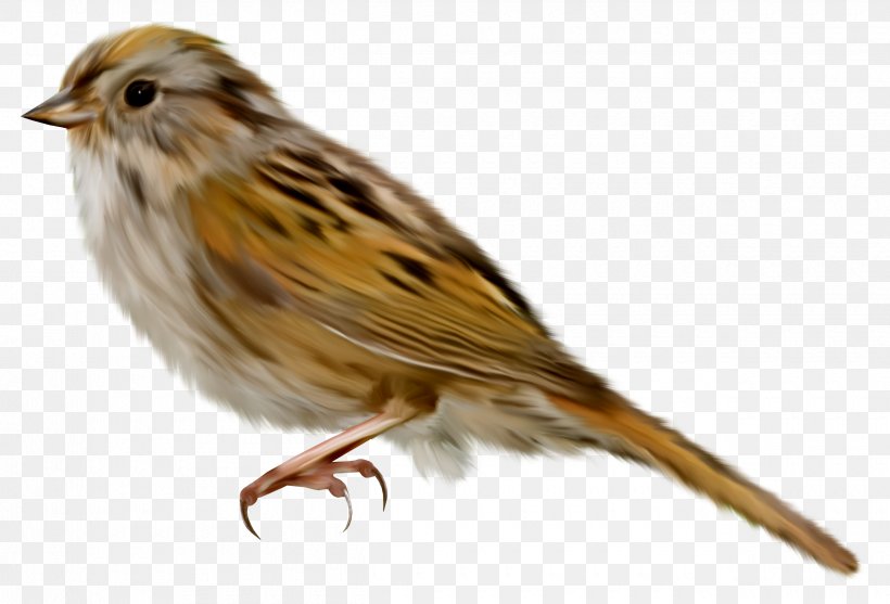 House Sparrow Bird Clip Art, PNG, 2500x1700px, House Sparrow, Beak, Bird, Canary, Digital Image Download Free