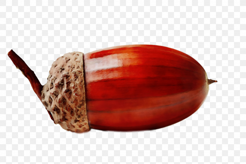 Nut Acorn Chestnut Top Nuts & Seeds, PNG, 2048x1366px, Acorns, Acorn, Chestnut, Nut, Nuts Seeds Download Free