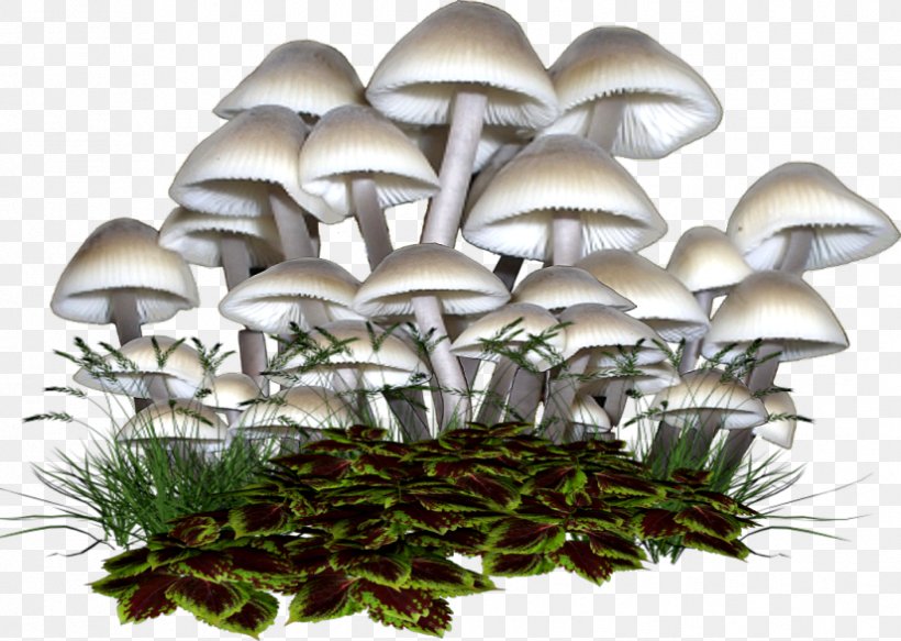 Oyster Mushroom Fungus Boletus Edulis Clip Art, PNG, 826x588px, Oyster Mushroom, Boletus Edulis, Common Mushroom, Edible Mushroom, Fungus Download Free