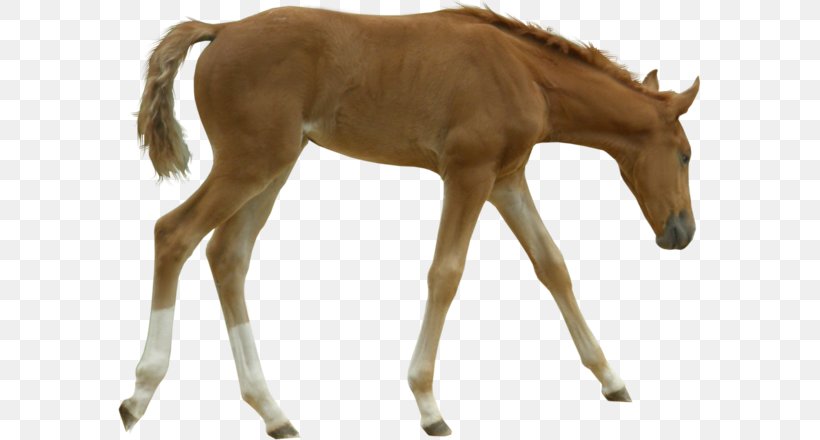 Foal Mustang Mare Colt Stallion, PNG, 583x440px, Foal, American Miniature Horse, Animal Figure, Breed, Colt Download Free