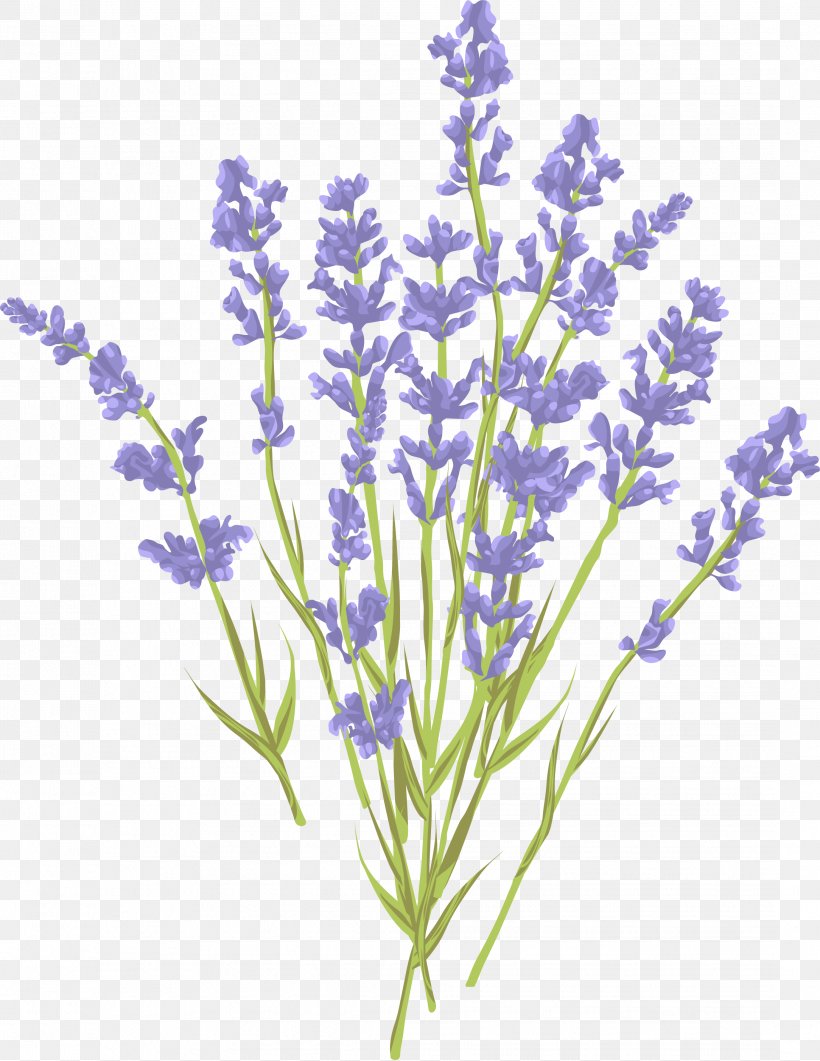 Lavender Euclidean Vector Royalty-free Illustration, PNG, 2167x2806px, Lavender, Blue, Branch, Can Stock Photo, Cut Flowers Download Free