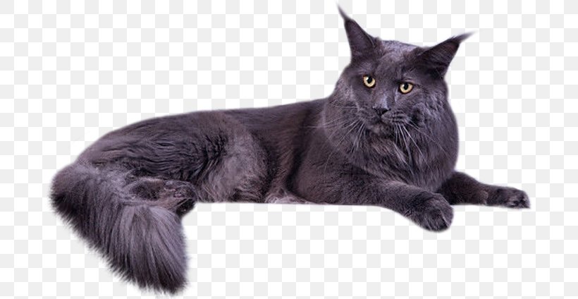Maine Coon Bombay Cat Nebelung Black Cat Malayan Cat, PNG, 694x424px, Maine Coon, Asian, Asian Semi Longhair, Asian Semilonghair, Black Cat Download Free