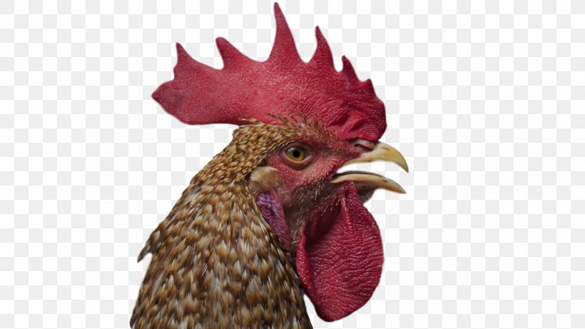Rooster Chicken Chicken Beak, PNG, 1778x1000px, Rooster, Beak, Chicken Download Free