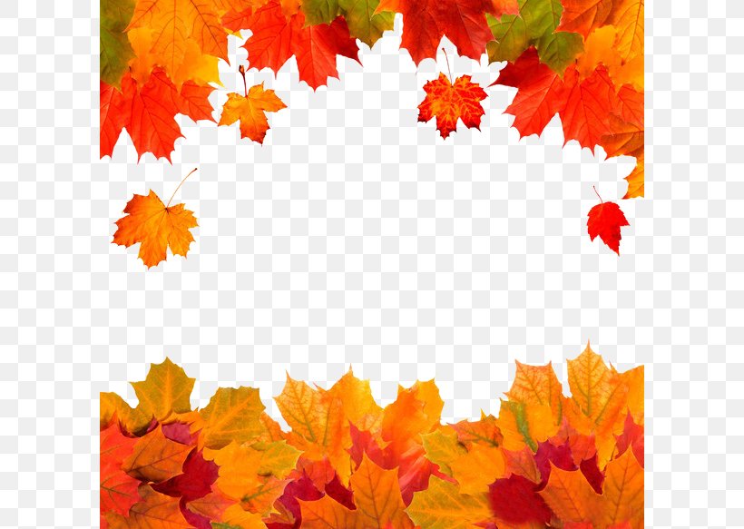 Autumn Leaf Color Red Maple, PNG, 600x583px, Autumn, Autumn Leaf Color, Flower, Leaf, Maple Leaf Download Free