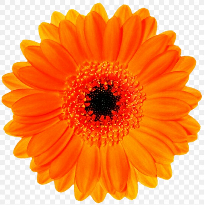 Flower Orange Stock Photography Blossom Clip Art, PNG, 892x895px, Flower, Blossom, Blue, Calendula, Chrysanths Download Free