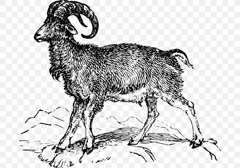 Argali Goat Barbary Sheep Ovis Orientalis, PNG, 690x576px, Argali, Animal Figure, Barbary Sheep, Black And White, Cattle Like Mammal Download Free