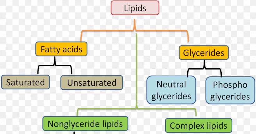 Lipid Fatty Acid Biochemistry Biology, PNG, 1200x630px, Lipid, Adipocyte, Adipose Tissue, Area, Biochemistry Download Free