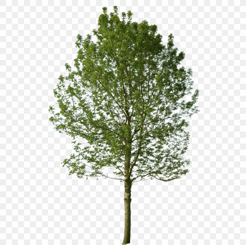 Populus Nigra Tree Landscape Architecture Black Locust, PNG, 1600x1600px, Populus Nigra, Architecture, Birch, Black Locust, Branch Download Free