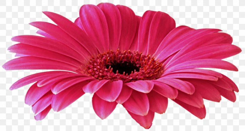 Transvaal Daisy Clip Art, PNG, 1024x549px, Transvaal Daisy, Chrysanths, Common Daisy, Cut Flowers, Daisy Family Download Free