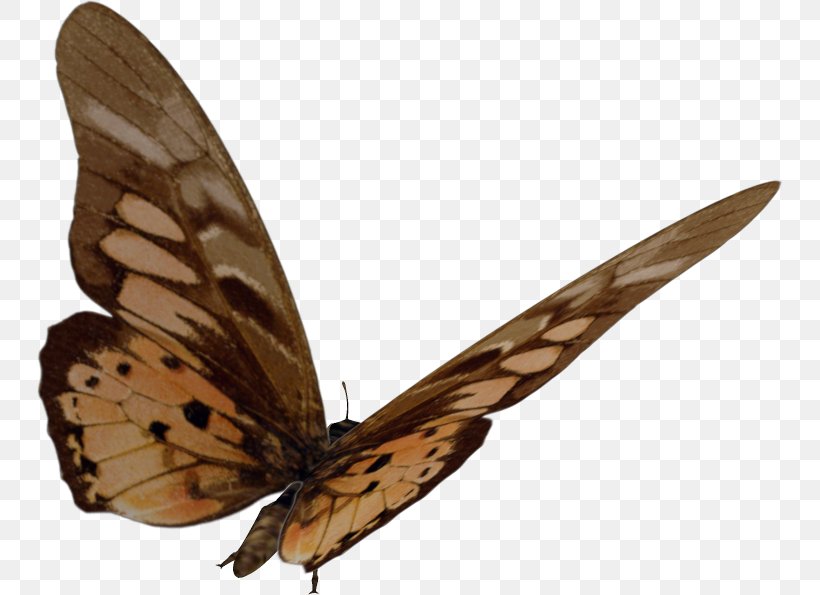 Brush-footed Butterflies Gossamer-winged Butterflies Moth Butterfly, PNG, 747x595px, Brushfooted Butterflies, Arthropod, Brush Footed Butterfly, Butterfly, Gossamerwinged Butterflies Download Free