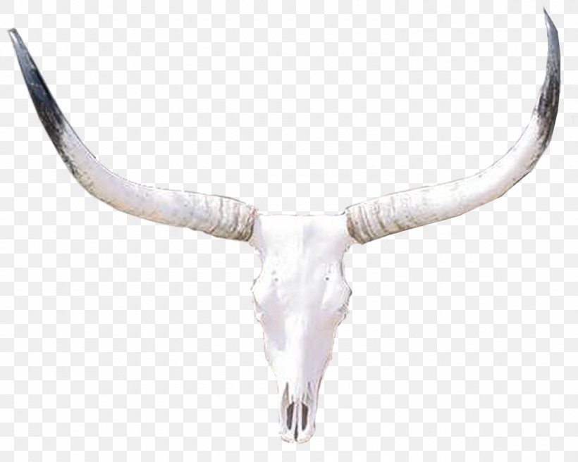 Cattle Bone, PNG, 1500x1200px, Cattle, Antler, Bone, Cattle Like Mammal, Cow Goat Family Download Free