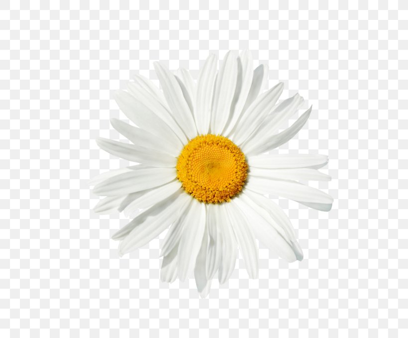 Common Daisy Chamomile Stock Photography Royalty-free, PNG, 700x679px, Common Daisy, Aster, Chamaemelum Nobile, Chamomile, Chrysanths Download Free