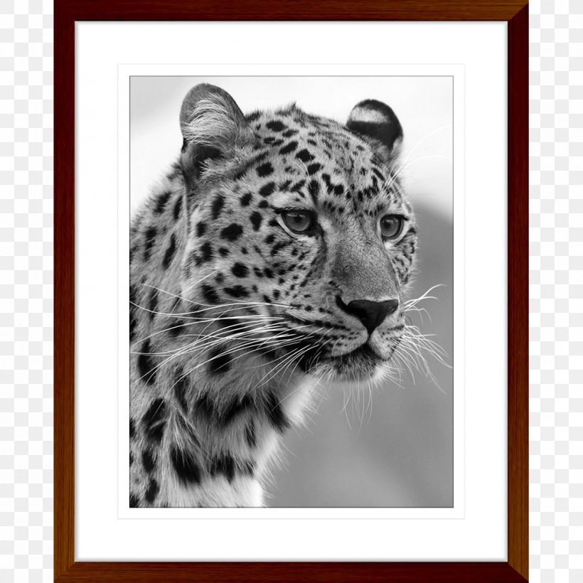 Felidae Black Panther Bengal Cat Wildcat Cheetah, PNG, 1000x1000px, Felidae, Amur Leopard, Bengal Cat, Big Cat, Big Cats Download Free