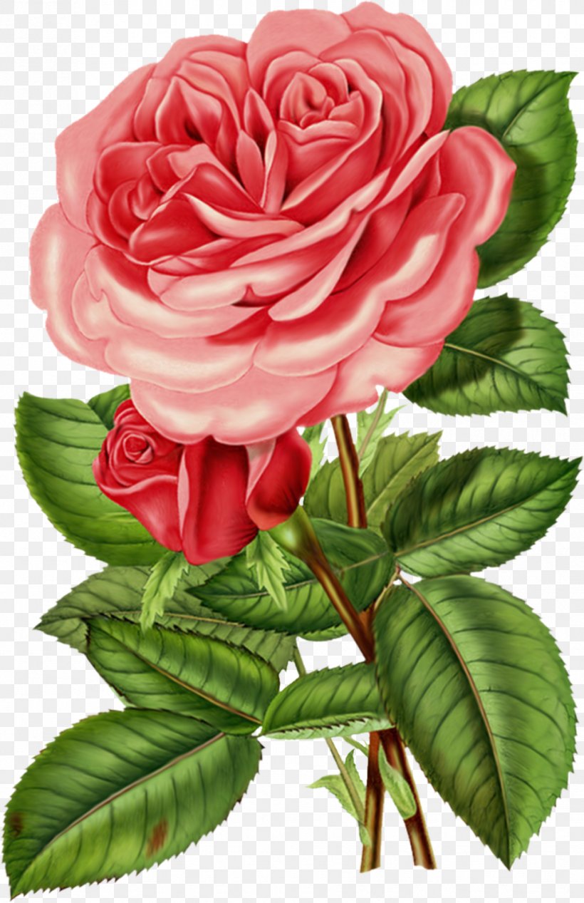 Rose Flower Antique Printing Clip Art, PNG, 968x1496px, Rose, Antique, China Rose, Crossstitch, Cut Flowers Download Free