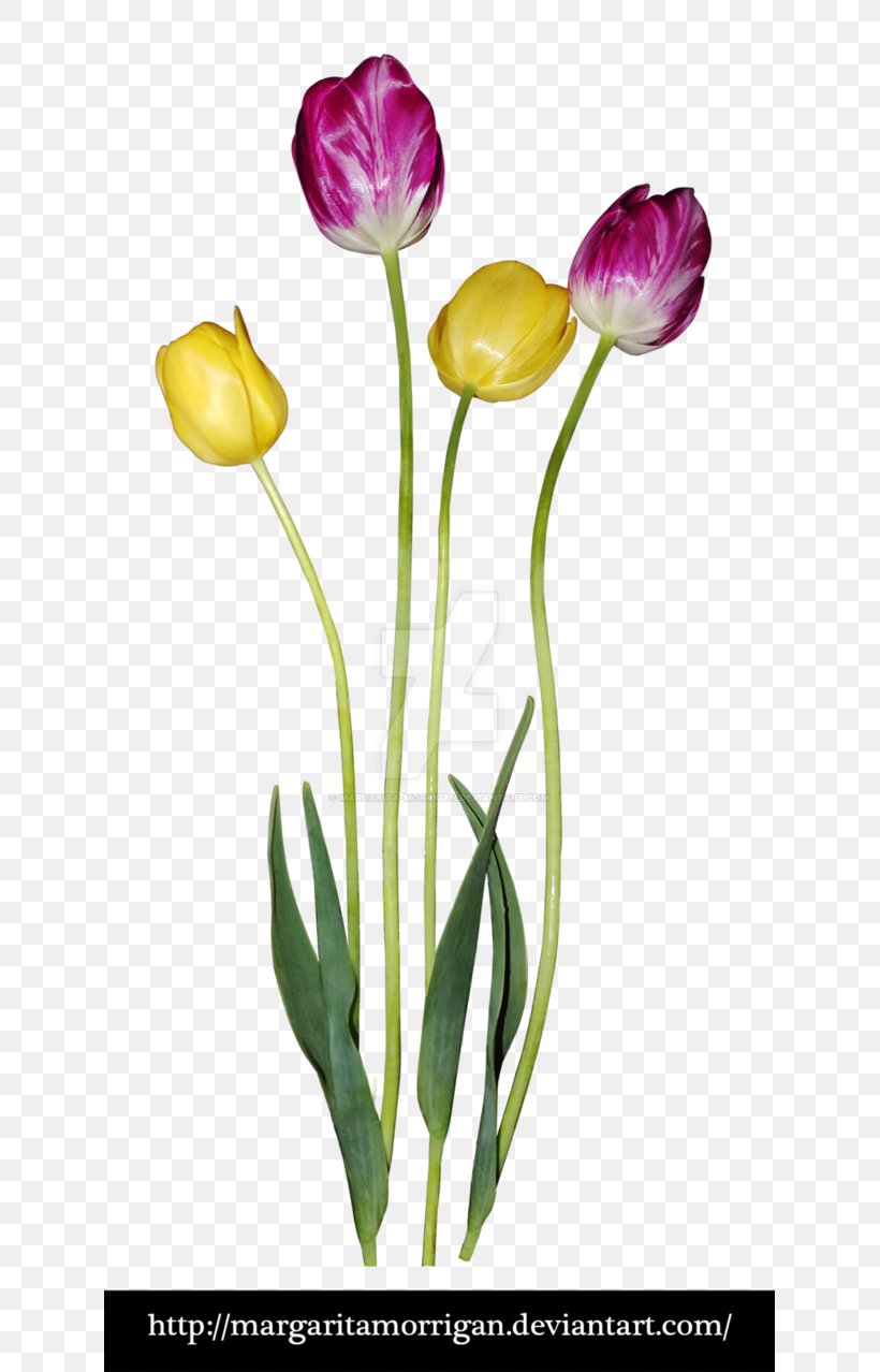Tulip Flower Plant Stem Petal, PNG, 625x1278px, Tulip, Bud, Cut Flowers, Drawing, Flower Download Free