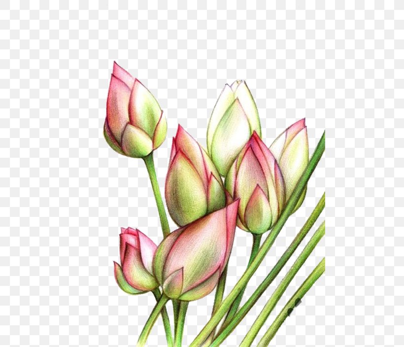 Tulip Plant Stem Pink Green, PNG, 500x704px, Tulip, Bud, Color, Cut Flowers, Floral Design Download Free