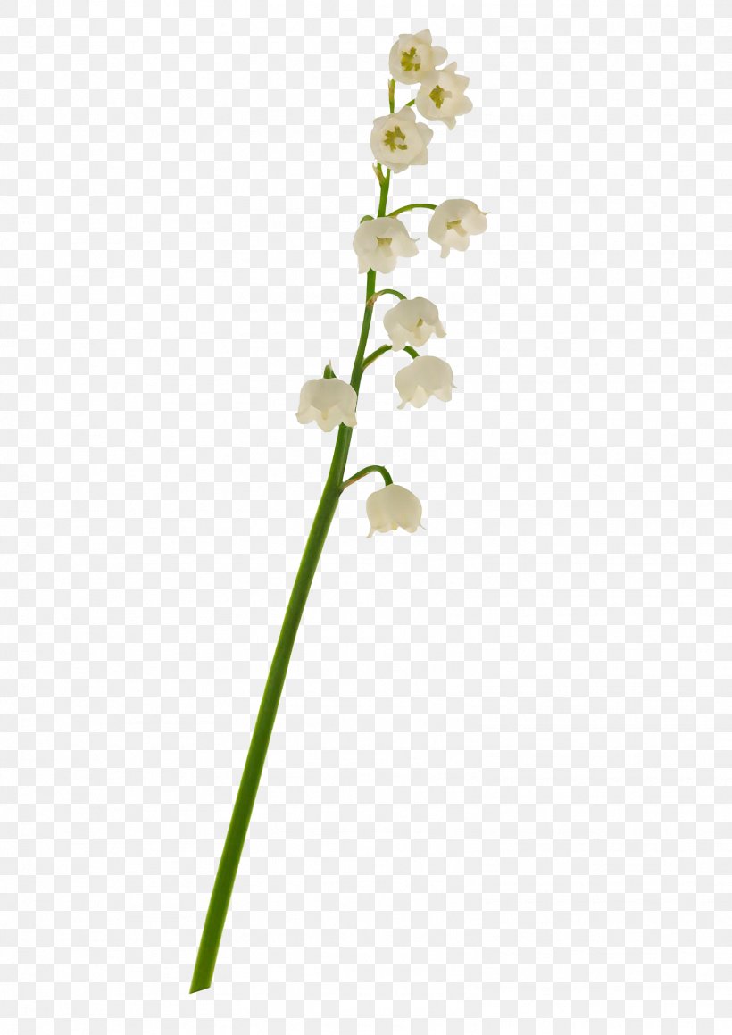 Lily Of The Valley Euclidean Vector, PNG, 1572x2222px, Lily Of The Valley, Branch, Drawing, Flora, Flower Download Free
