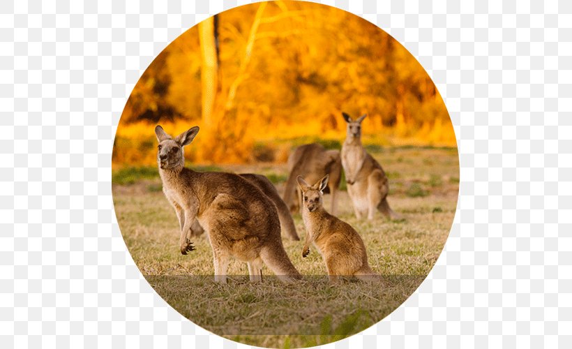 Macropods Kangaroo Sydney South Island Package Tour, PNG, 500x500px, Macropods, Australia, Crociera, Cruise Ship, Fauna Download Free