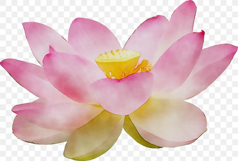 Sacred Lotus Pink M Lotus-m, PNG, 1130x766px, Sacred Lotus, Aquatic Plant, Botany, Crocus, Flower Download Free