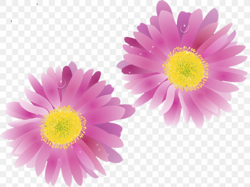 Transvaal Daisy Chrysanthemum Floristry Petal Close-up, PNG, 878x656px, Transvaal Daisy, Annual Plant, Aster, Chrysanthemum, Chrysanths Download Free