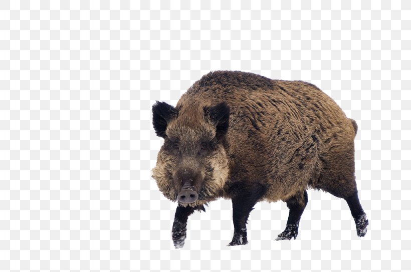 Wild Boar Game Cat S60, PNG, 1024x680px, Domestic Pig, Animal, Fauna, Fur, Hunting Download Free