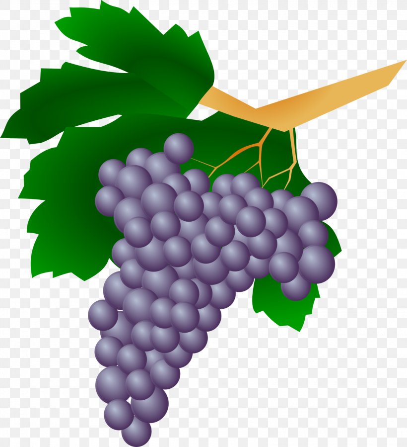 Common Grape Vine Sultana Wine Grape Leaves, PNG, 1560x1712px, Common Grape Vine, Berry, Currant, Flower, Flowering Plant Download Free