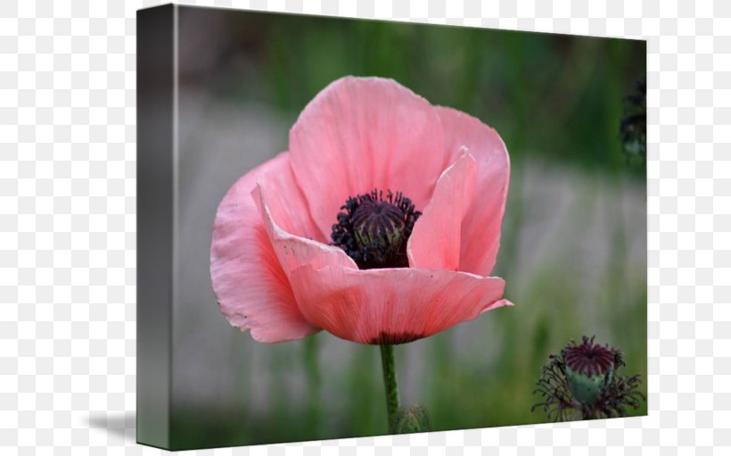Common Poppy Flower Imagekind Bud, PNG, 650x511px, Poppy, Annual Plant, Art, Bud, Common Poppy Download Free