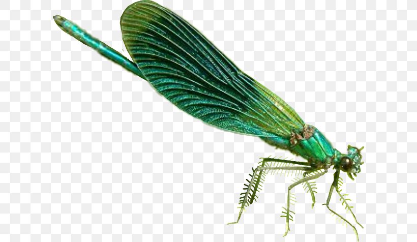 Damselflies Dragonfly Pterygota Wing Insect, PNG, 612x476px, Damselflies, Arthropod, Damselfly, Dragonflies And Damseflies, Dragonfly Download Free