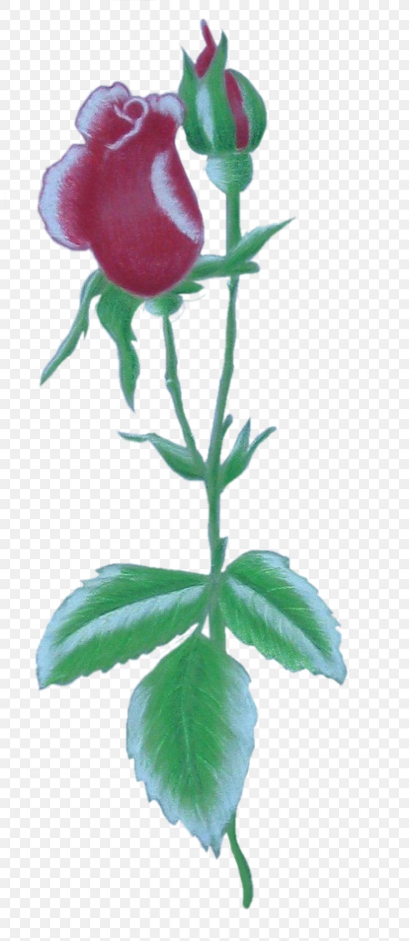 Garden Roses Bud Petal Plant Stem, PNG, 800x1886px, Garden Roses, Bud, Email, Flower, Flowering Plant Download Free