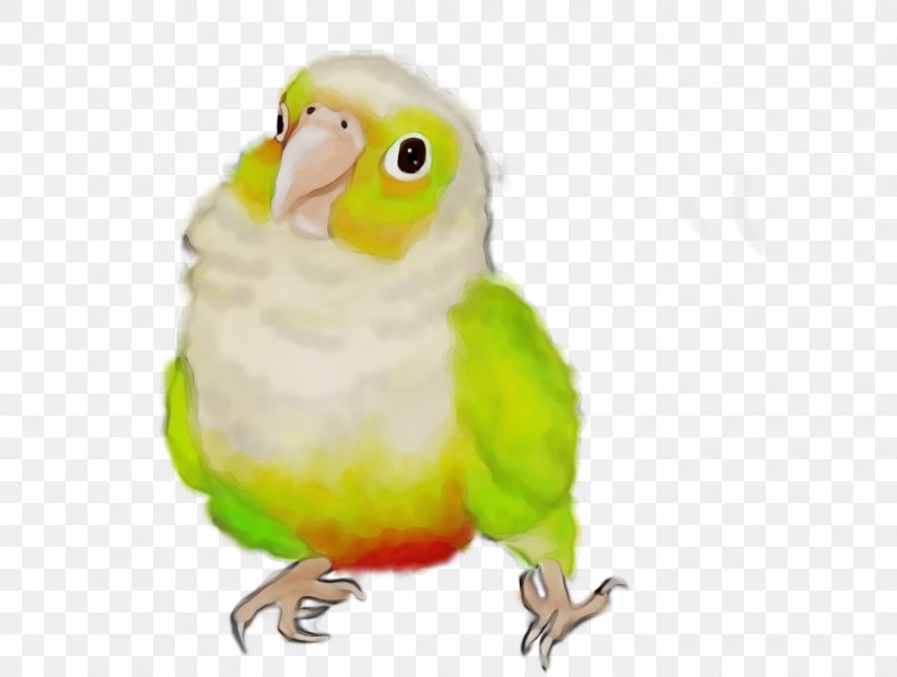Lovebird, PNG, 1350x1020px, Watercolor, Beak, Bird, Budgie, Cockatiel Download Free