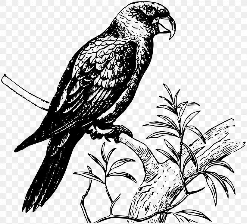 Parrot Bird Clip Art, PNG, 2400x2173px, Parrot, Art, Beak, Bird, Bird Of Prey Download Free