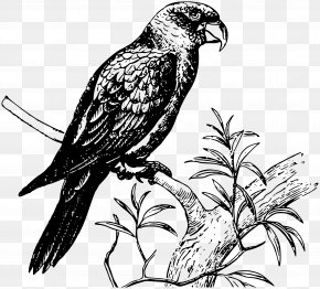 Parrots - Parrot Bird Clip Art PNG