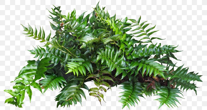 Shrub Download Adobe Photoshop Image, PNG, 791x435px, 3d Computer Graphics, 3d Modeling, Shrub, Branch, Conifer Download Free