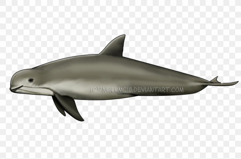 Spinner Dolphin Common Bottlenose Dolphin Short-beaked Common Dolphin Striped Dolphin Rough-toothed Dolphin, PNG, 900x595px, Spinner Dolphin, Atlantic Spotted Dolphin, Common Bottlenose Dolphin, Dolphin, Fauna Download Free