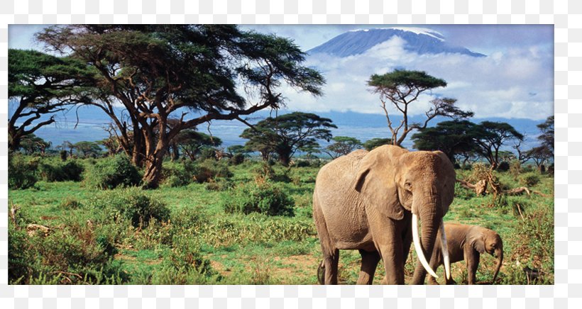 African Bush Elephant The African Elephant Asian Elephant Elephants, PNG, 798x436px, African Bush Elephant, Africa, African Elephant, African Forest Elephant, Asian Elephant Download Free