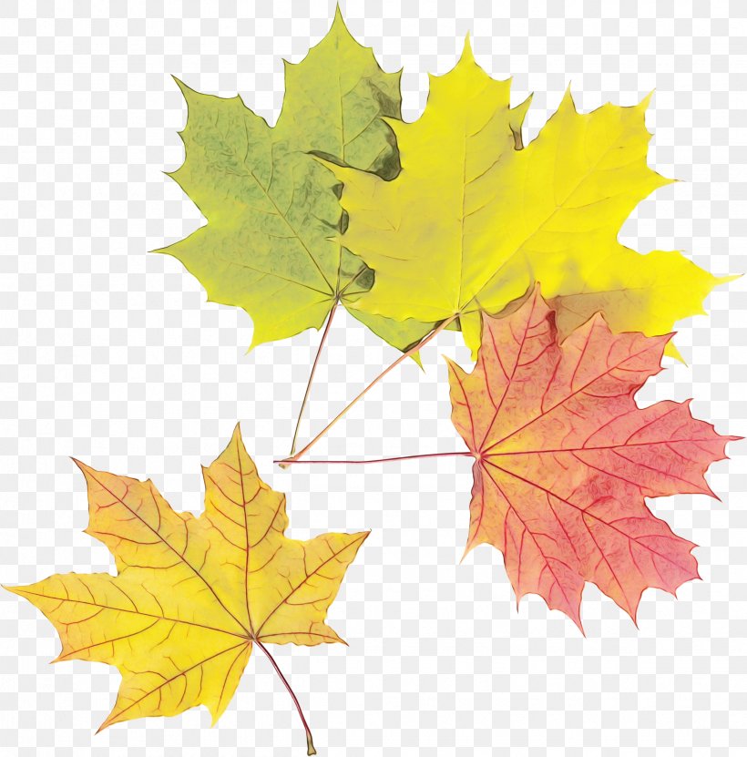 Autumn Leaves Background, PNG, 2451x2484px, Maple Leaf, Autumn, Black Maple, Deciduous, Family Download Free