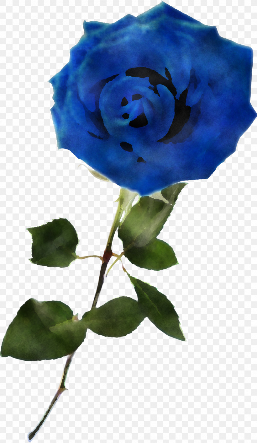 Blue Rose, PNG, 1478x2544px, Flower, Blue, Blue Rose, Floribunda, Garden Roses Download Free