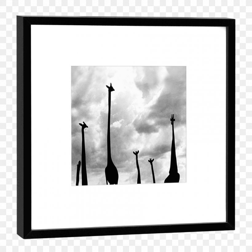 Photography Picture Frames Black & White, PNG, 1800x1800px, Photography, Black White M, Blackandwhite, Giraffe, Lighthouse Download Free